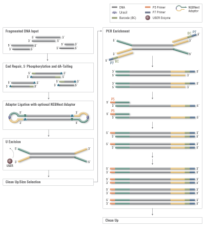 Ultra DNA Library Preparation Workflow for Illumina
